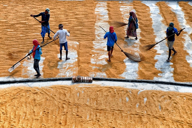 Picture of PADDY DRYING13