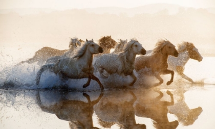 Picture of HORSES