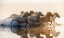 Picture of HORSES