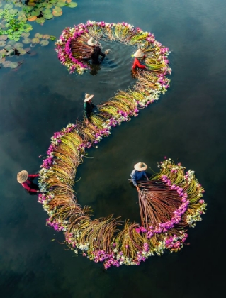Picture of HARVESTING WATER LILIES V15