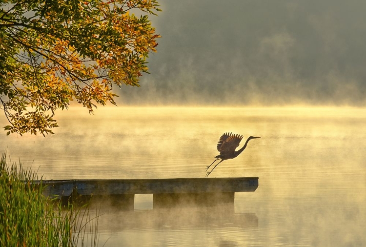 Picture of MORNING FLIGHT