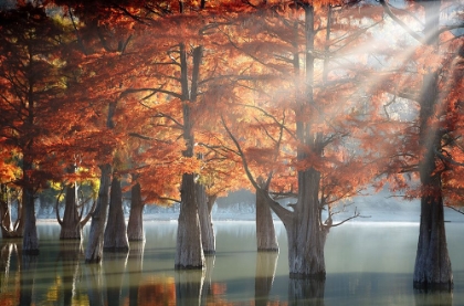 Picture of SUNNY CYPRESS TREES