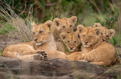 Picture of CUTE LION CUBS