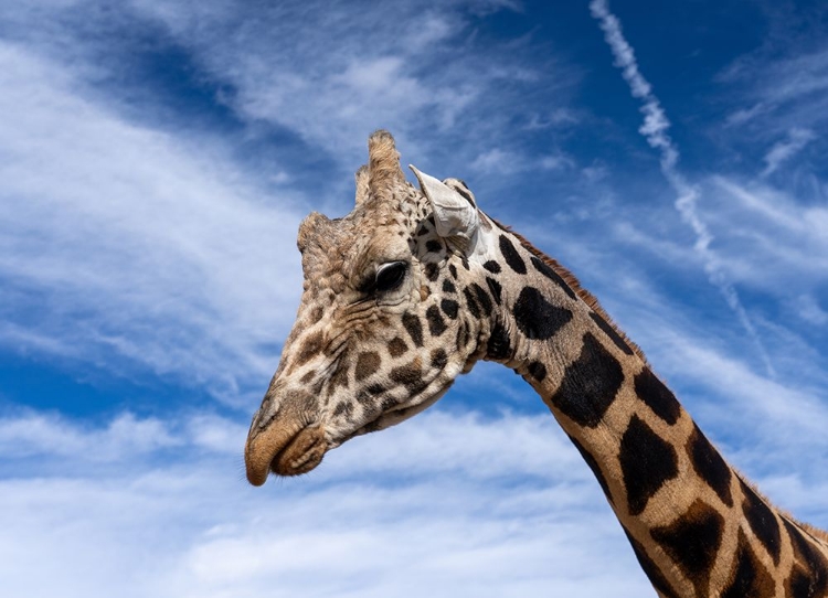 Picture of HEAD IN THE CLOUDS