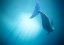 Picture of VELURE MOANA