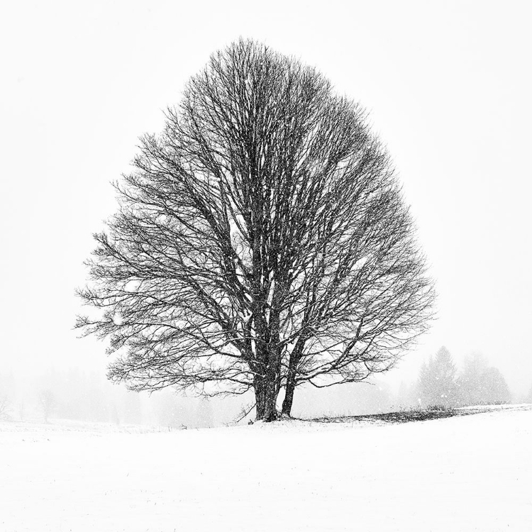 Picture of LONELY TREE