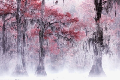 Picture of FOGGY A FALL FOLIAGE AT CADDO LAKE