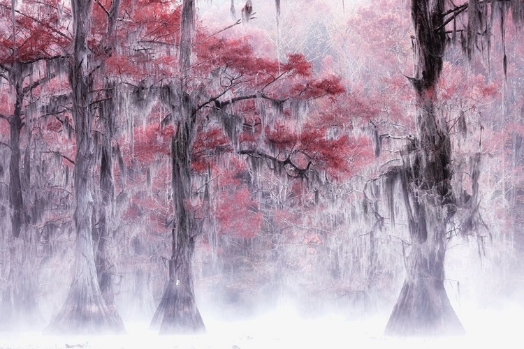 Picture of FOGGY A FALL FOLIAGE AT CADDO LAKE