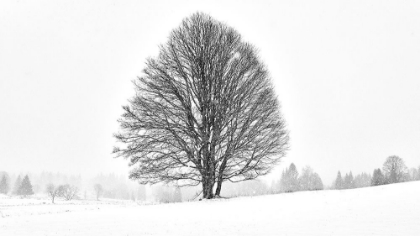 Picture of LONELY TREE
