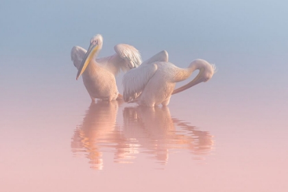 Picture of TWO PELICANS