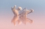 Picture of TWO PELICANS