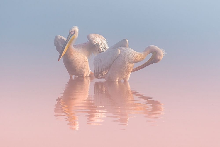 Picture of TWO PELICANS