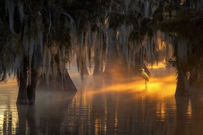 Picture of UNDER SPANISH MOSS