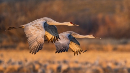 Picture of LOVE BIRDS