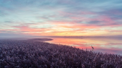 Picture of THE HERON'S MORNING VIEW.