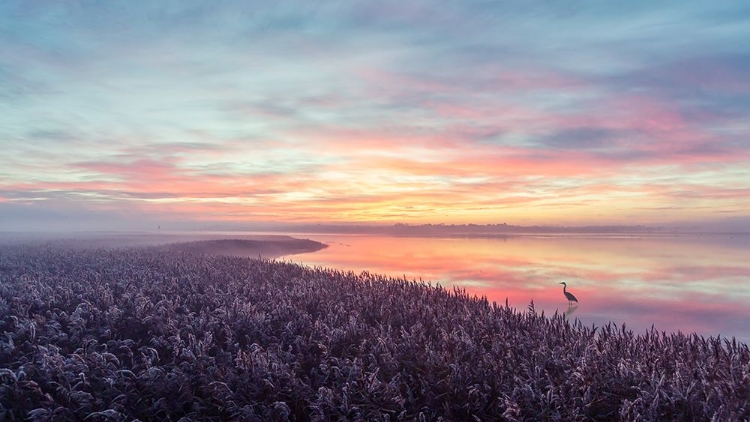 Picture of THE HERON'S MORNING VIEW.