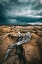 Picture of DRIFT WOOD