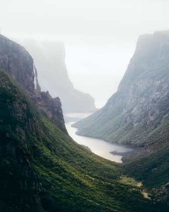 Picture of NEWFOUNDLAND FJORD