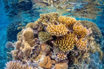 Picture of REEF OF MAYOTTE