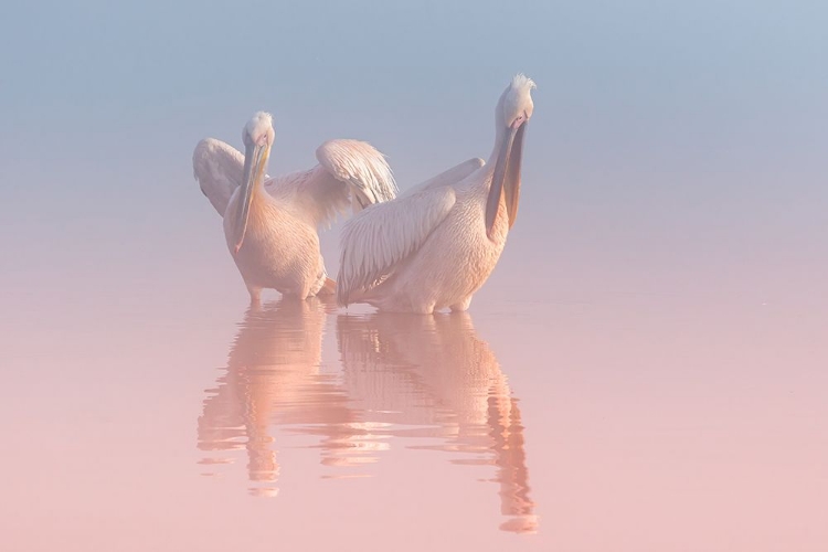 Picture of TWO PELICANS