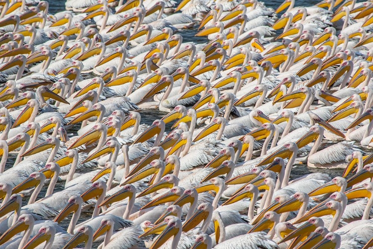 Picture of PELICAN PARADE