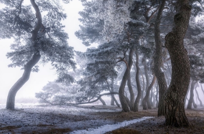 Picture of HOARFROST ON THE TREE