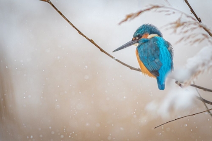 Picture of COMMON KINGFISHER