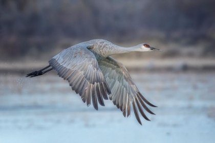 Picture of A SANDY HILL CRANE IN FLIGHT