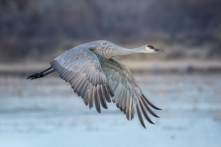 Picture of A SANDY HILL CRANE IN FLIGHT