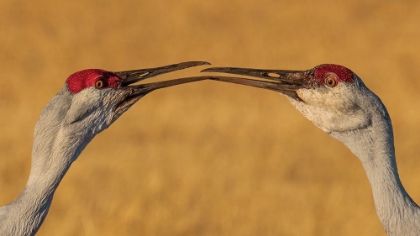 Picture of THE KISS