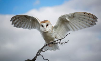 Picture of SNOWY OWL