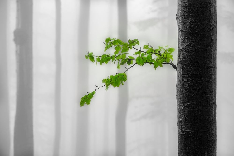 Picture of GREEN LEAVES