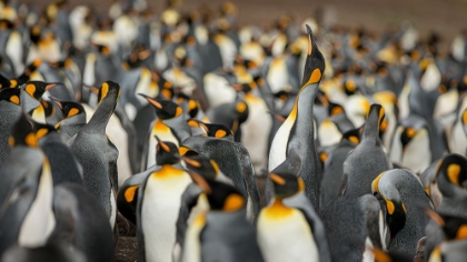 Picture of KING PENGUIN COLONY