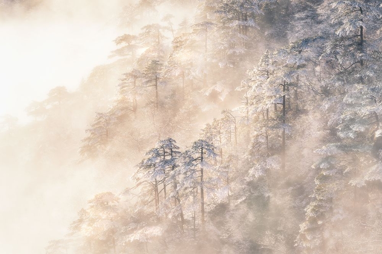 Picture of PINUS TAIWANENSIS IN THE CLOUDS.