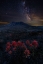 Picture of NIGHT SPIRIT