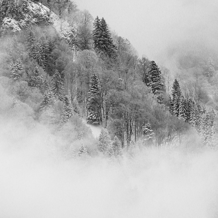 Picture of THE FOGGY MOUNTAIN