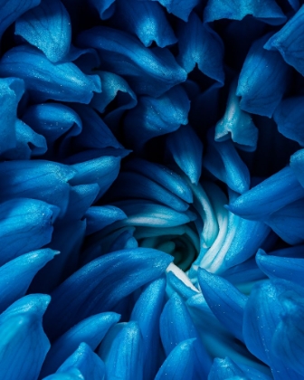 Picture of BLUE CHRYSANTHEMUM