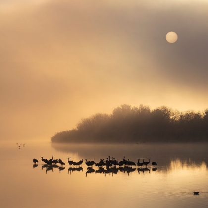 Picture of GILDED POND