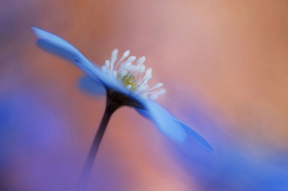 Picture of EN BLOMMAS LJUVLIGHET.