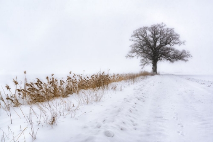 Picture of OAK IN FOG