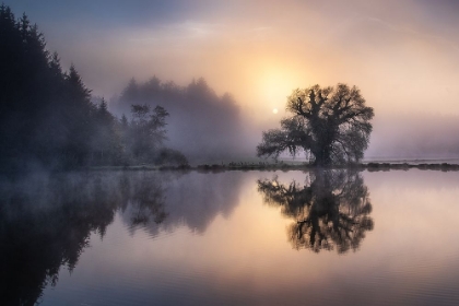 Picture of THE OLD WILLOW IN THE MORNING LIGHT