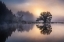 Picture of THE OLD WILLOW IN THE MORNING LIGHT