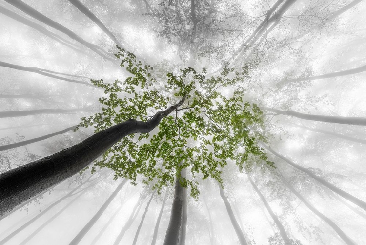 Picture of GREEN LEAVES