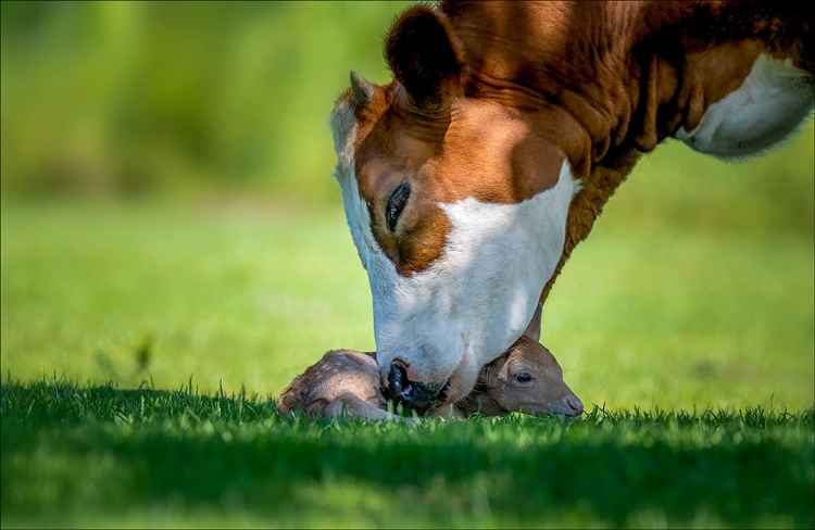 Picture of COW DEER LOVE