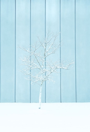 Picture of A LONELY SNOW TREE