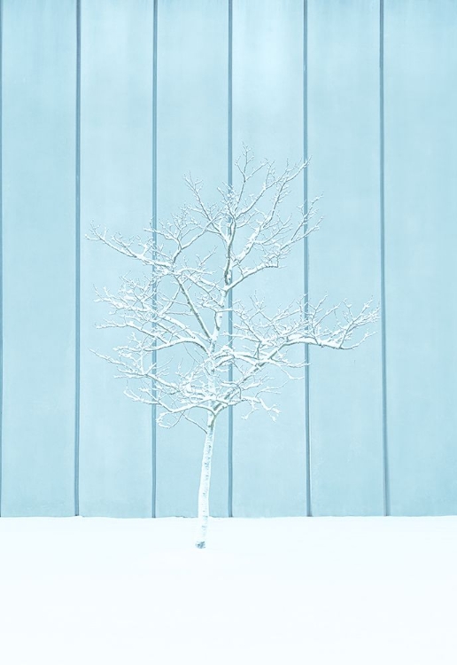 Picture of A LONELY SNOW TREE