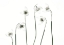Picture of SNOWDROPS