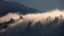 Picture of BLACK FOREST II
