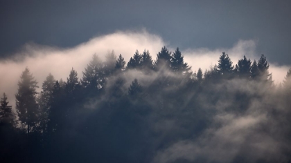 Picture of BLACK FOREST I