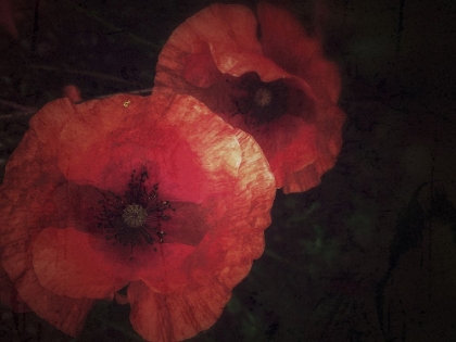 Picture of BLOOD THIRSTY POPPIES